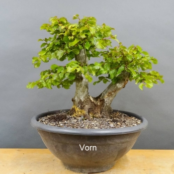 Carpinus Hainbuche Weissbuche